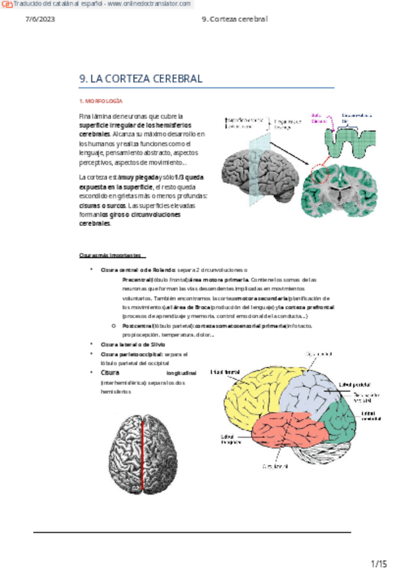 Miniatura del documento 9.-Escorca-cerebral-1.pdf