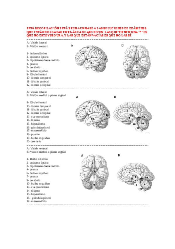 Miniatura del documento Recopilacion-partes-del-cerebro-fotos-de-EX.pdf