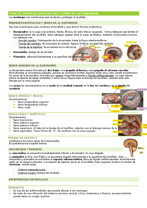 Miniatura del documento TEMA-15-MENINGES-ENCEFALICAS-ANATOMIA-SN-L.docx