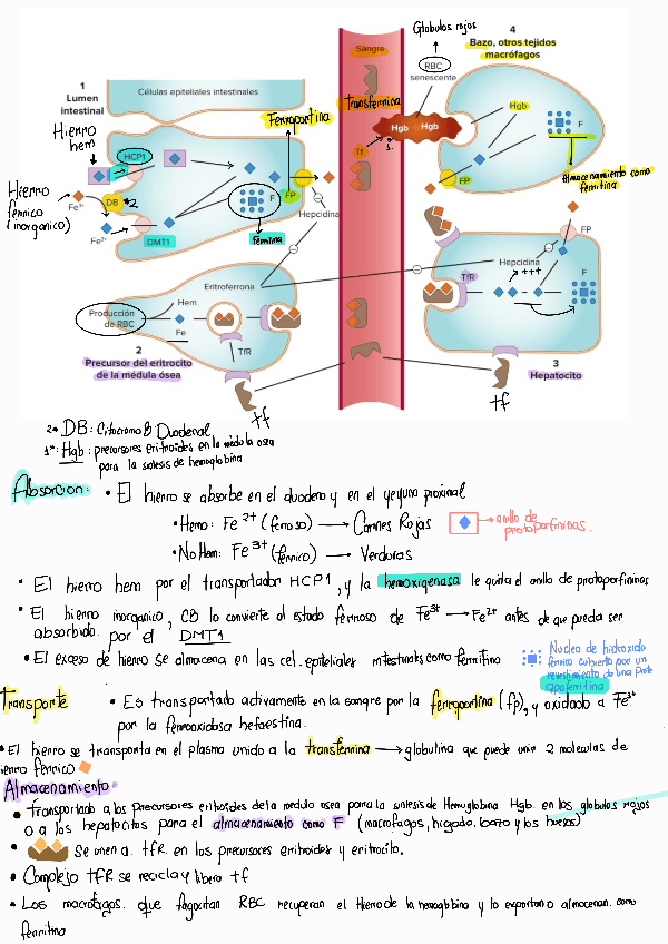 Miniatura del documento Absorcion-del-hierro-Farmacologia.pdf