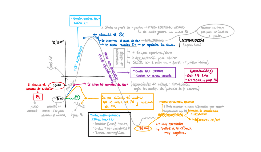 Miniatura del documento Esquema-Resumen-Tema-6-Potencial-de-accion.pdf