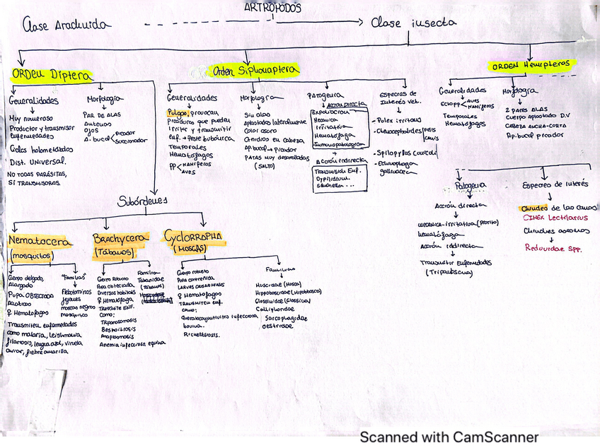 Miniatura del documento Esquemas-generales-clase-insecta.pdf