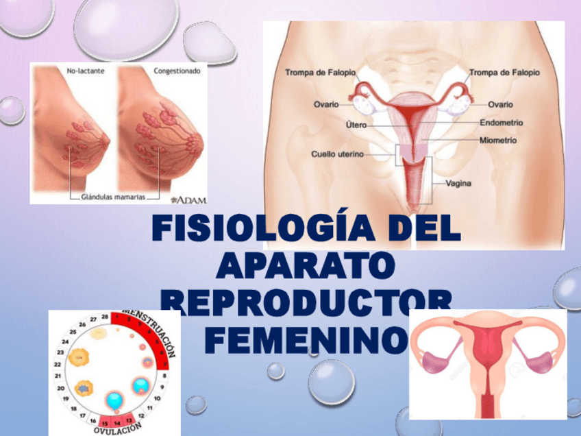 Miniatura del documento Fisiologia-Del-Aparato-Reproductor-Femenino.pdf