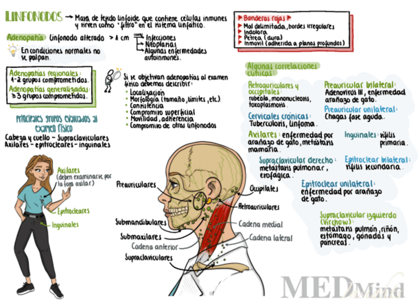 Miniatura del documento Adenopatias.pdf