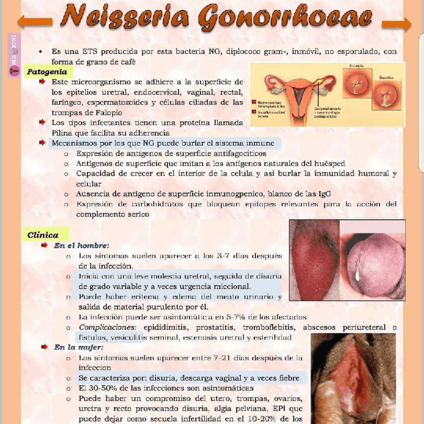 Miniatura del documento Neisseria-Gonorrhoeae.pdf