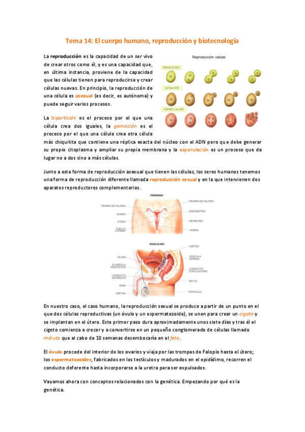 Miniatura del documento Tema-14.pdf