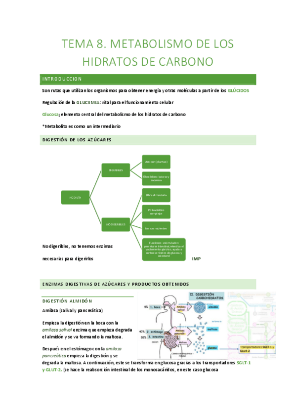 Miniatura del documento TEMA-8-metabolismo-hidratos-carbono.pdf