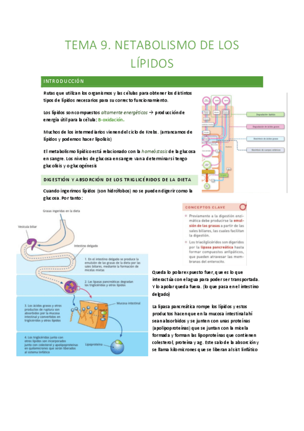 Miniatura del documento TEMA-9-metabolismo-lipidico.pdf