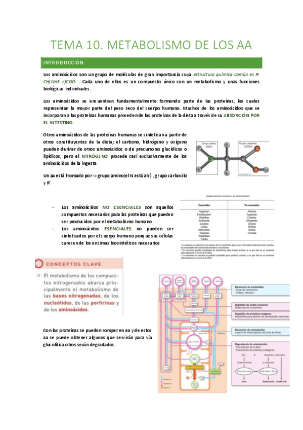 Miniatura del documento TEMA-10-metabolismo-acidos-grasos.pdf
