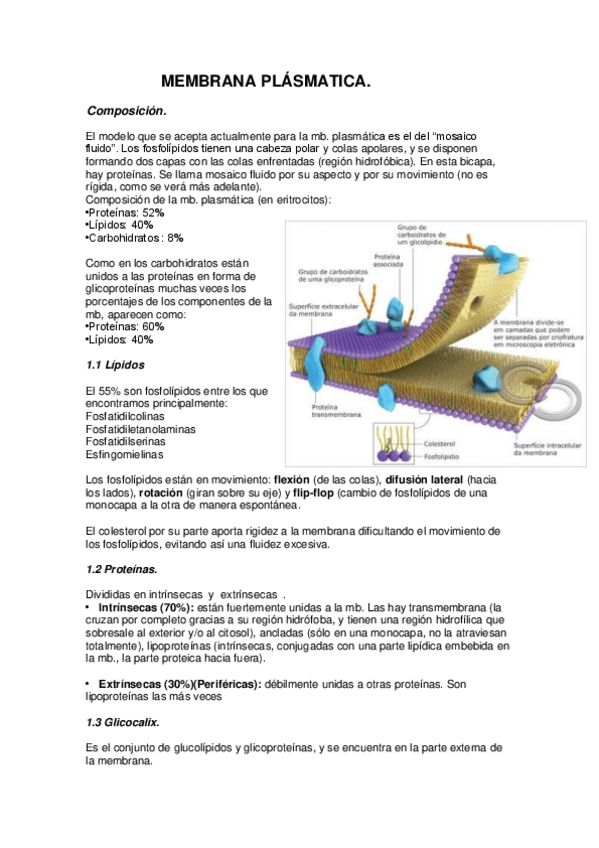 Miniatura del documento Biologia-Celular-y-historia-II.pdf