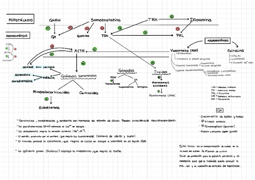 Miniatura del documento ESQUEMA-HORMONAS-EJE-HIPOTALAMO-HIPOFISIS-Y-FUNCIONES.pdf