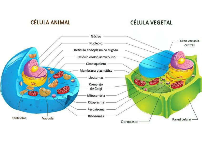 Miniatura del documento Diferencias-entre-celula-animal-y-vegetal.pdf