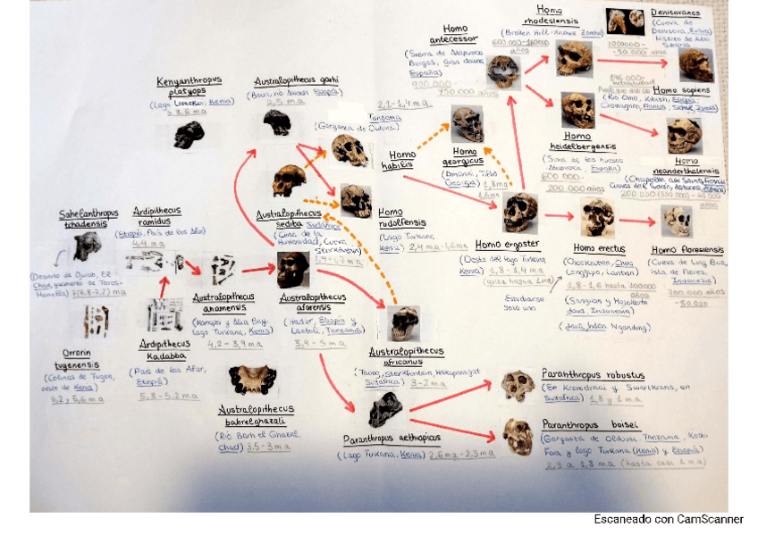 Miniatura del documento Arbol-de-la-evolucion-humana.pdf