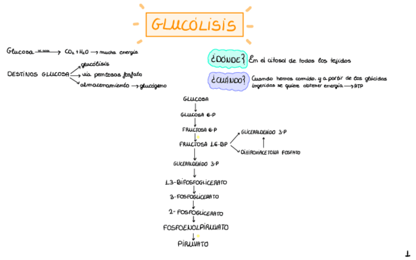 Miniatura del documento 2.-Glucolisis.pdf