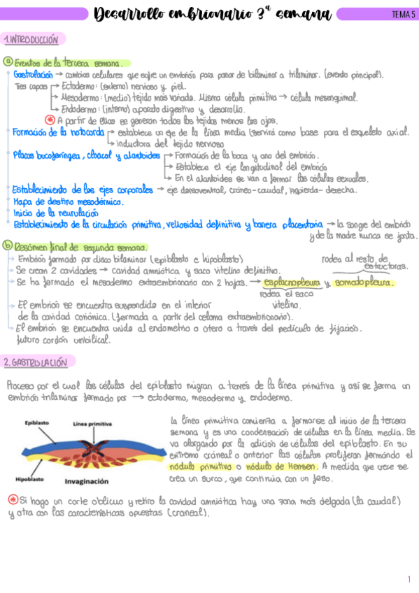 Miniatura del documento Tema-5-Desarrollo-Embrionario-3a-Semana.pdf