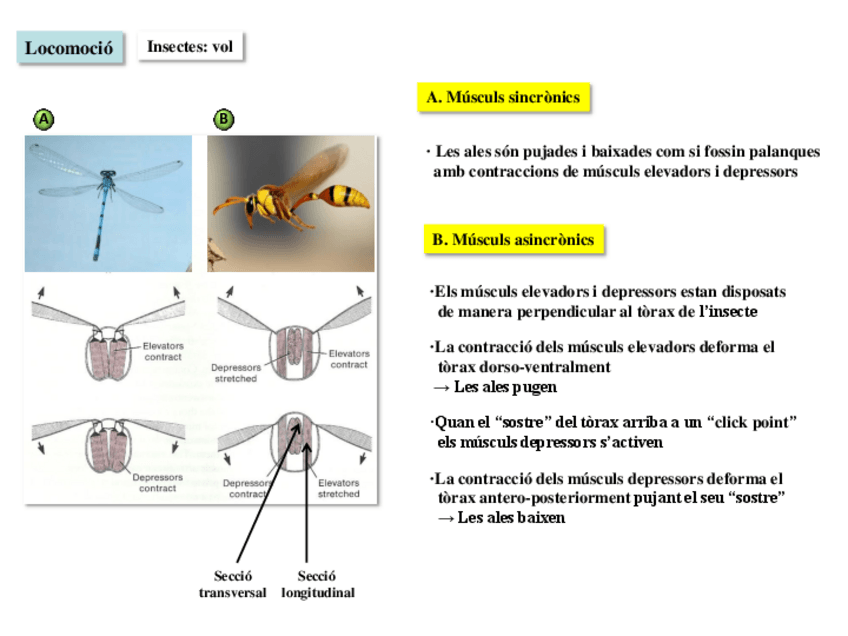 Miniatura del documento 04-Habitats-terrestres-III-2019-20.pdf