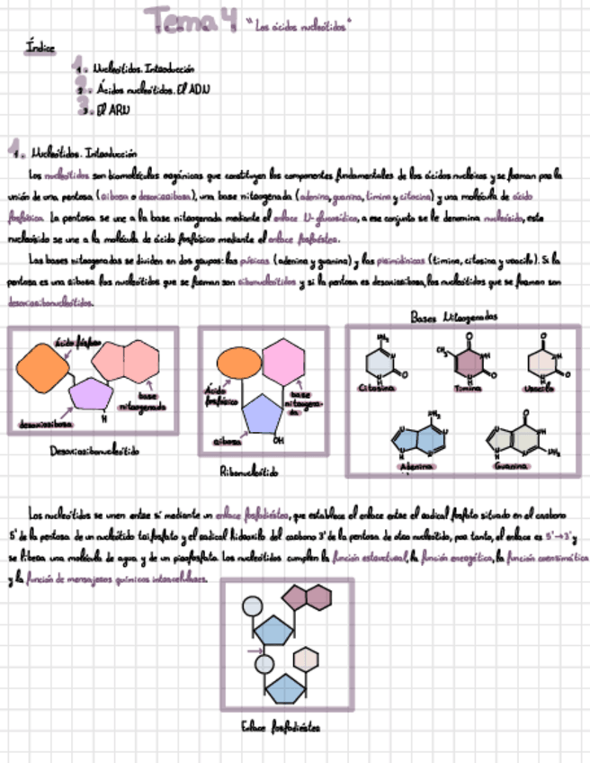 Miniatura del documento Tema-4-Acido-nucleico.pdf
