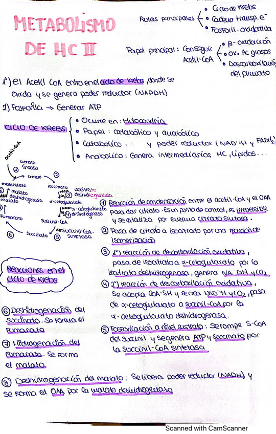 Miniatura del documento apuntes-bioquimica.pdf