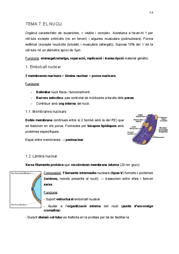 Miniatura del documento TEMA-7-NUCLI.docx.pdf