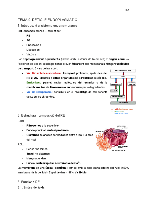 Miniatura del documento TEMA-9-Reticle-Endoplasmatic.pdf