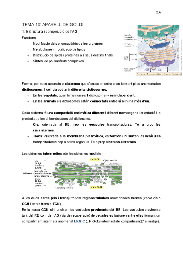 Miniatura del documento TEMA-10-Aparell-Golgi.pdf