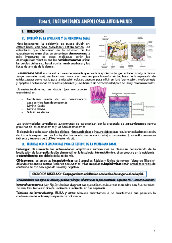 Miniatura del documento Tema-9-Enfermedades-ampollosas-autoinmunes.pdf