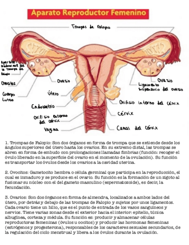 Miniatura del documento Aparatos-Reproductores.pdf