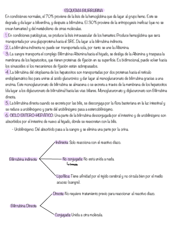 Miniatura del documento Esquema-Resumen-Metabolismo-Bilirrubina.pdf