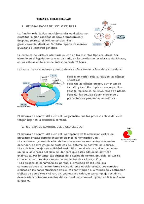 Miniatura del documento apuntes-biocel-t20.pdf