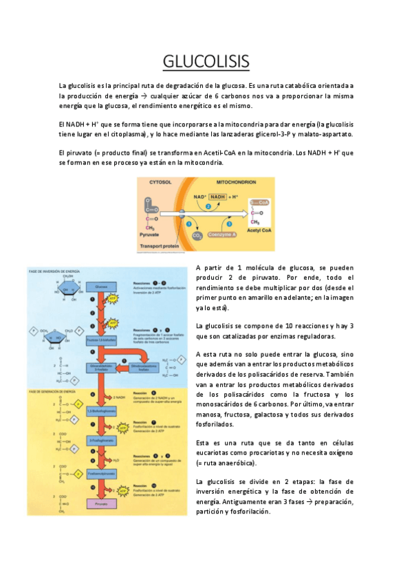 Miniatura del documento Glucolisis-Bioquimica-1oNHD.pdf