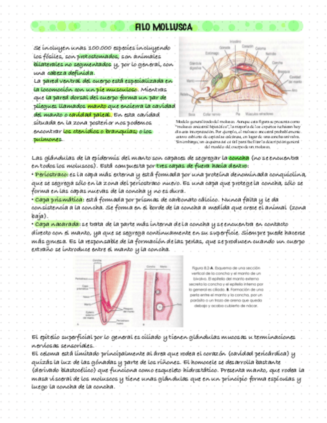 Miniatura del documento Moluscos.pdf