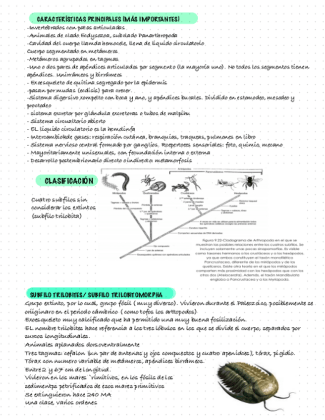 Miniatura del documento Artropodos-2.pdf