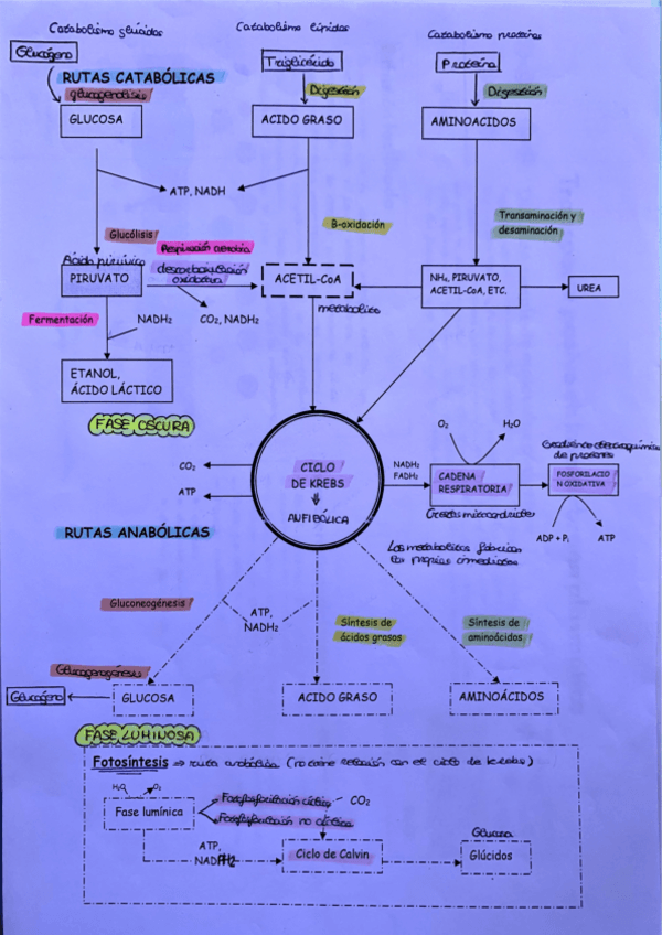 Miniatura del documento ESQUEMA-DEL-METABOLISMO-2o-BACHILLERATO.pdf
