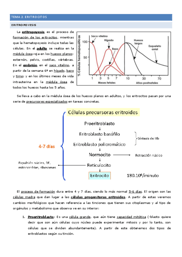 Miniatura del documento Tema-2-Eritrocitos.pdf