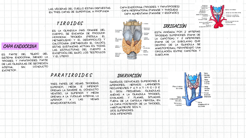 Miniatura del documento VISERAS-DEL-CUELLO.pdf