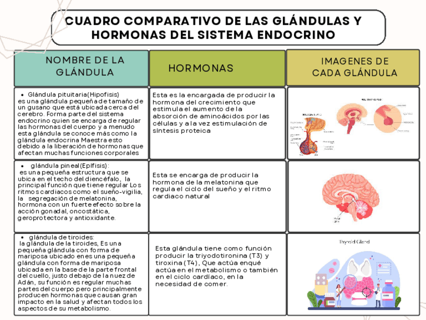 Miniatura del documento CUADRO-COMPARATIVO-DE-LAS-GLANDULAS-Y-HORMONAS-DEL-SISTEMA-ENDOCRINO-Psicologia.pdf