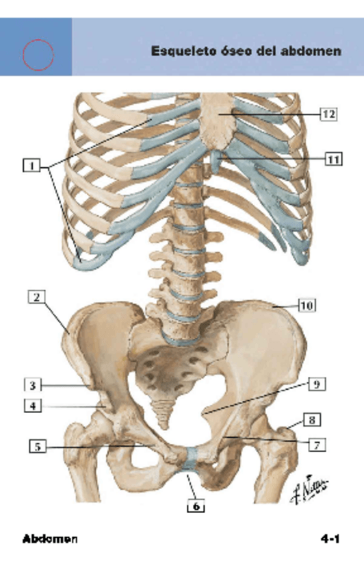 Miniatura del documento Flashcards-Netter-Cap-4.pdf