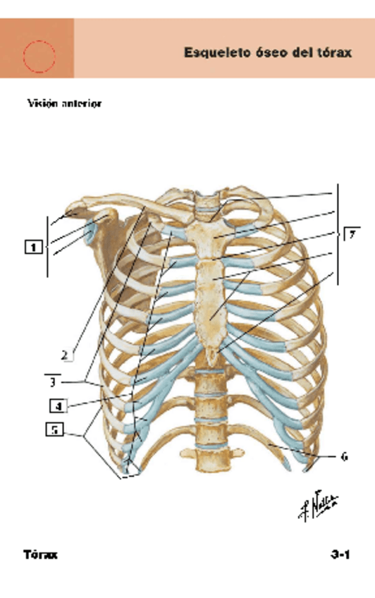 Miniatura del documento Flashcards-Netter-Cap-3.pdf
