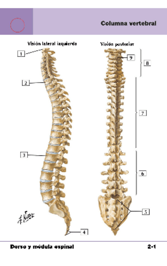 Miniatura del documento Flashcards-Netter-Cap-2.pdf