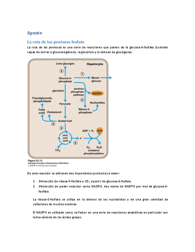 Miniatura del documento Resumen-2-Respiracion-celular.pdf