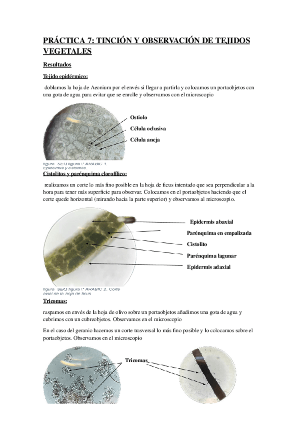 Miniatura del documento practica-7.BIOLOGIA.pdf