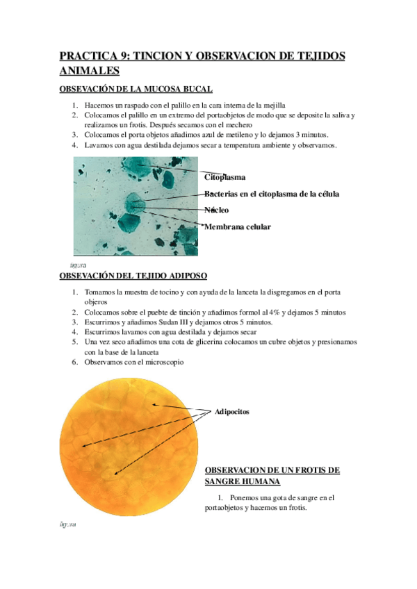 Miniatura del documento practica-9.BIOLOGIA.pdf