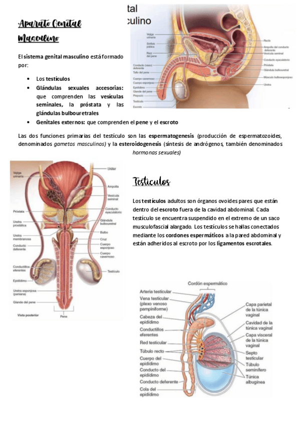 Miniatura del documento Aparato-Genital-Masculino-ARTI-2.pdf