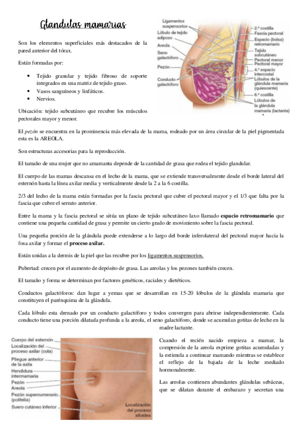Miniatura del documento Glandulas-mamarias-ARTI-2.pdf