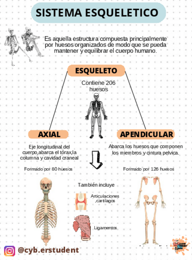 Miniatura del documento Division-del-esqueleto.pdf