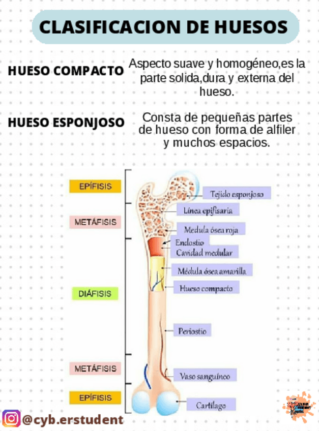 Miniatura del documento Clasificacion-de-huesos.pdf
