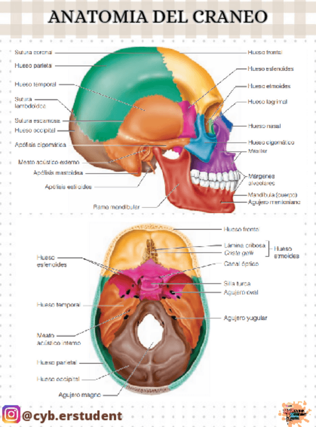 Miniatura del documento Anatomia-del-craneo.pdf