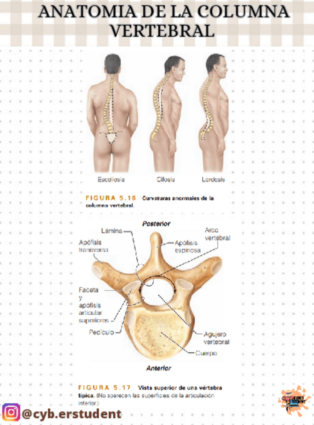 Miniatura del documento Anatomia-de-la-columna-vertebral.pdf