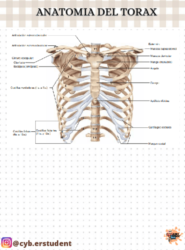 Miniatura del documento Anatomia-del-torax.pdf
