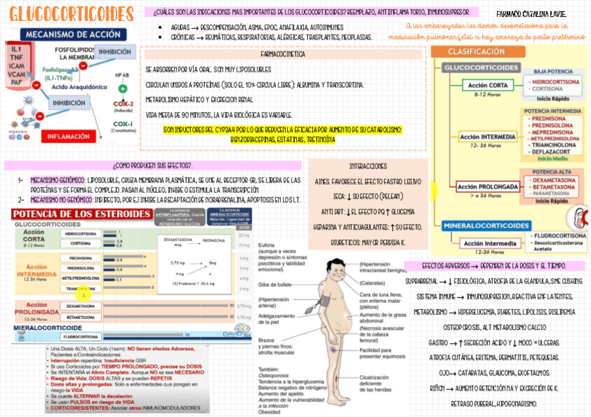 Miniatura del documento FICHA-glucocorticoides.pdf